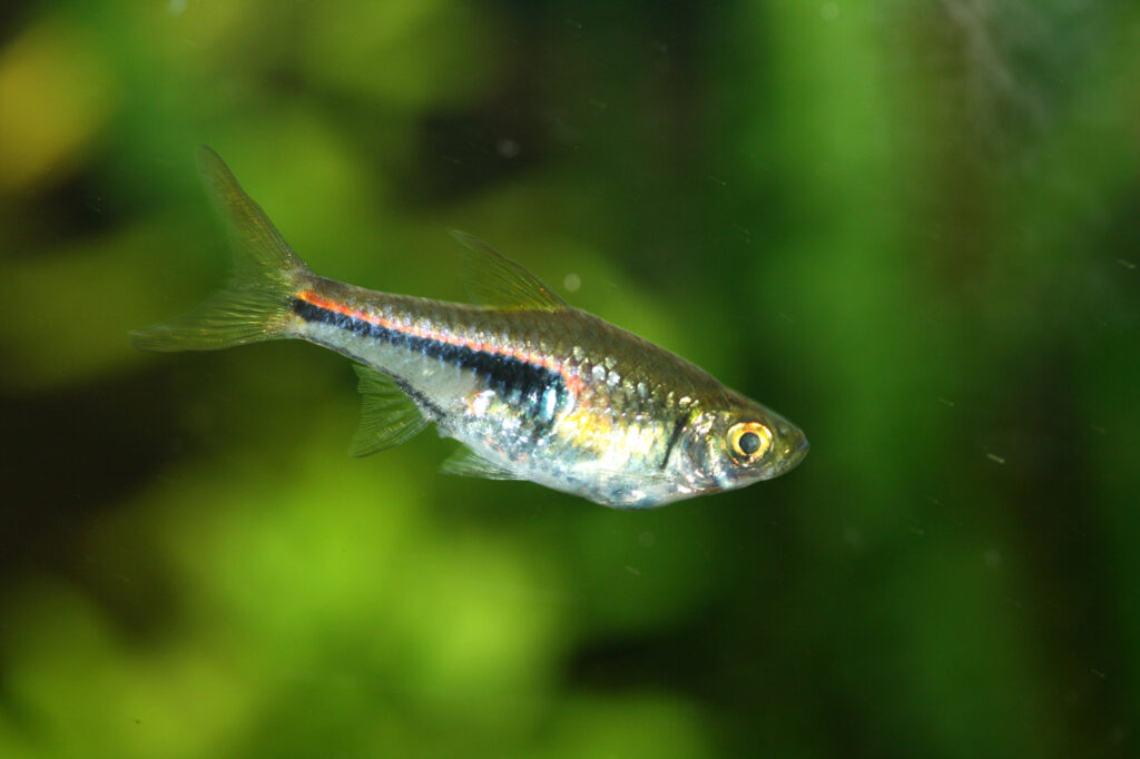 The Harlequin Rasbora 