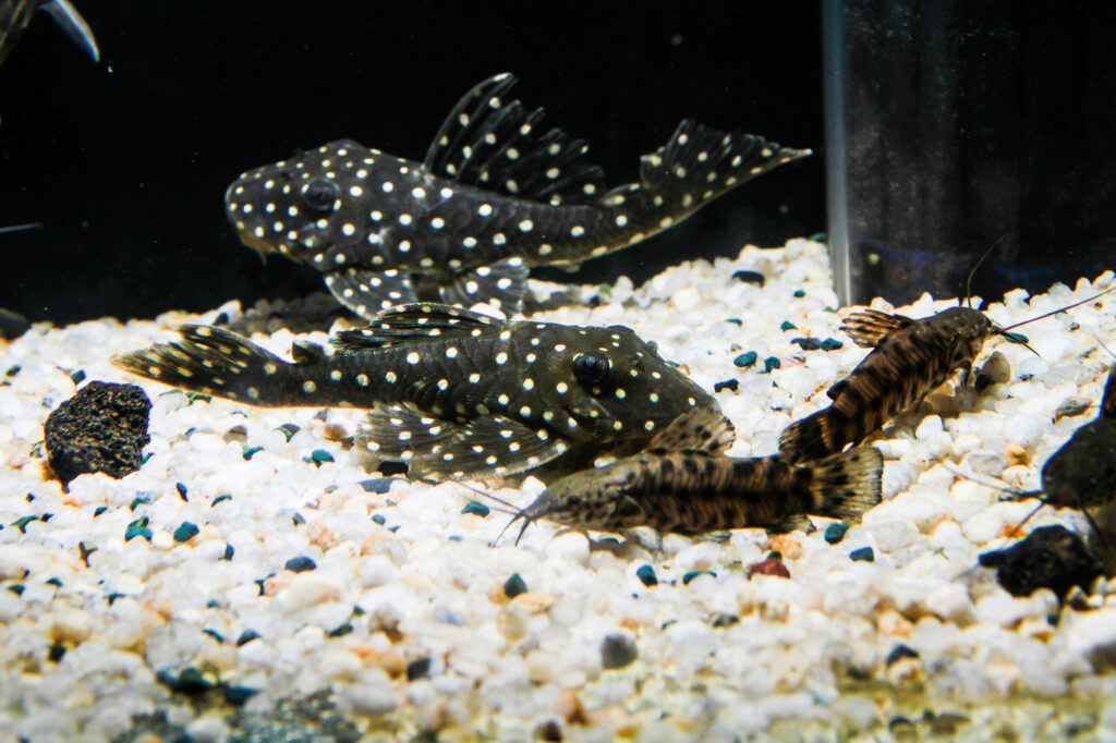 Snowball Pleco and Talking Catfish