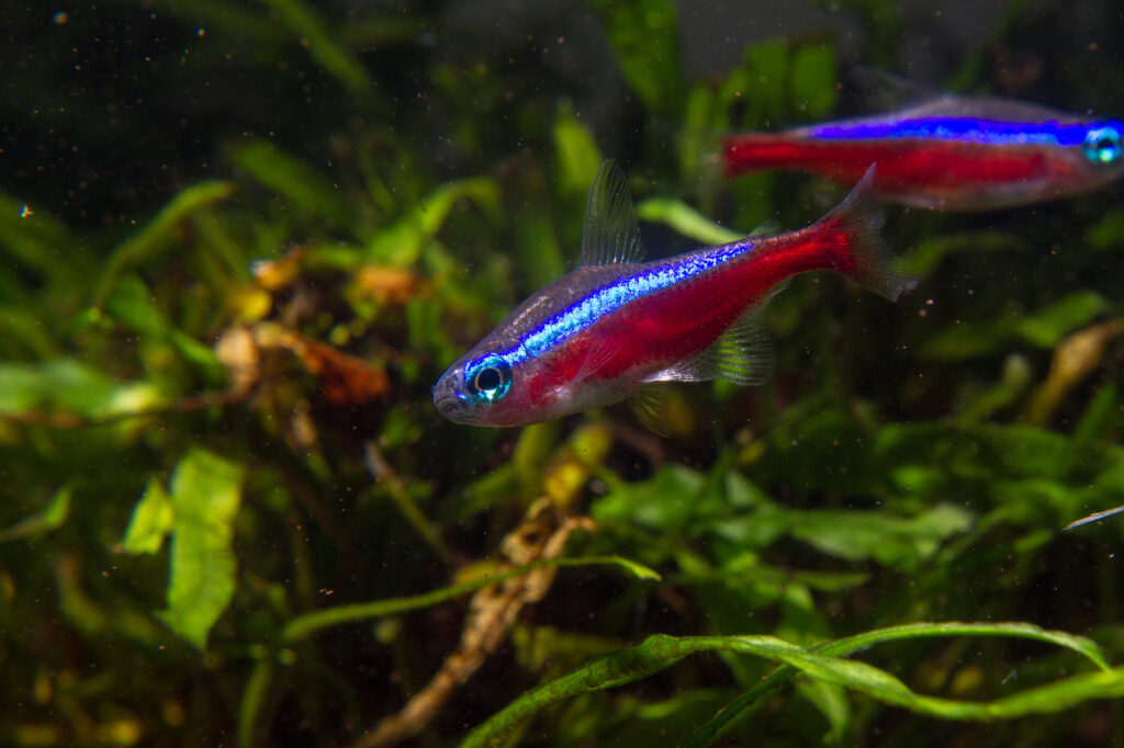 Cardinal tetra (Paracheirodon axelrodi)