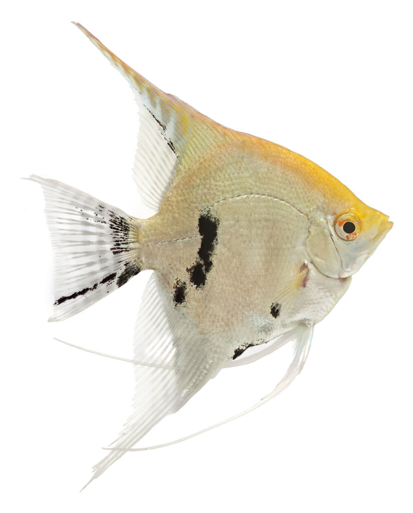 Angel fish isolated in white background