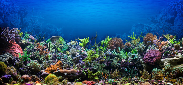 40 GALLON FISH TANK DIMENSIONS: The Complete Guide