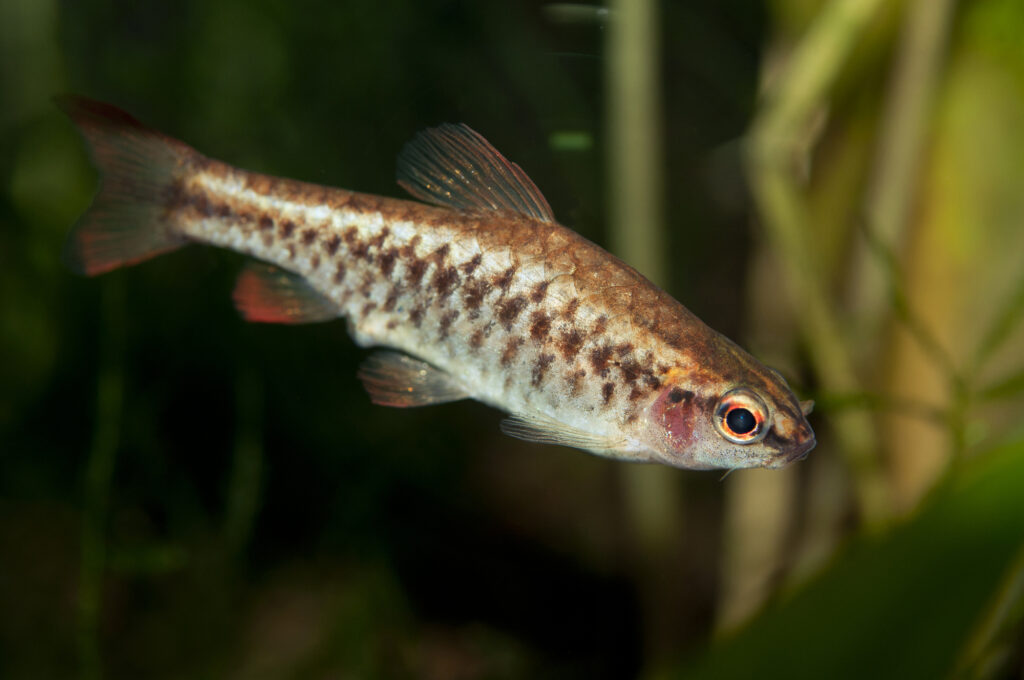 Female of Cherry barb, Puntius titteya. It is a tropical fish native to Sri Lanka