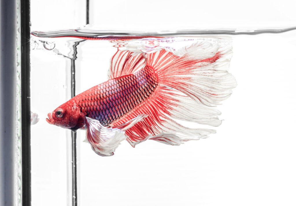 Siamese fighting fish,Betta splendens, red fish swimming in the aquarium with bubbles, White background, Halfmoon Betta,.