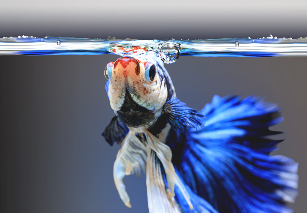 Closeup of betta fish face, betta mouth and air bubbles in the water, Siamese fighting fish,Betta splendens, blue betta on the background blur.