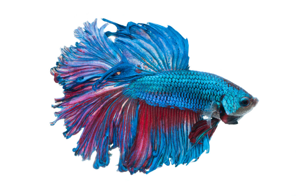 close-up of blue siamese fighting fish (betta splendens) isolated on white background