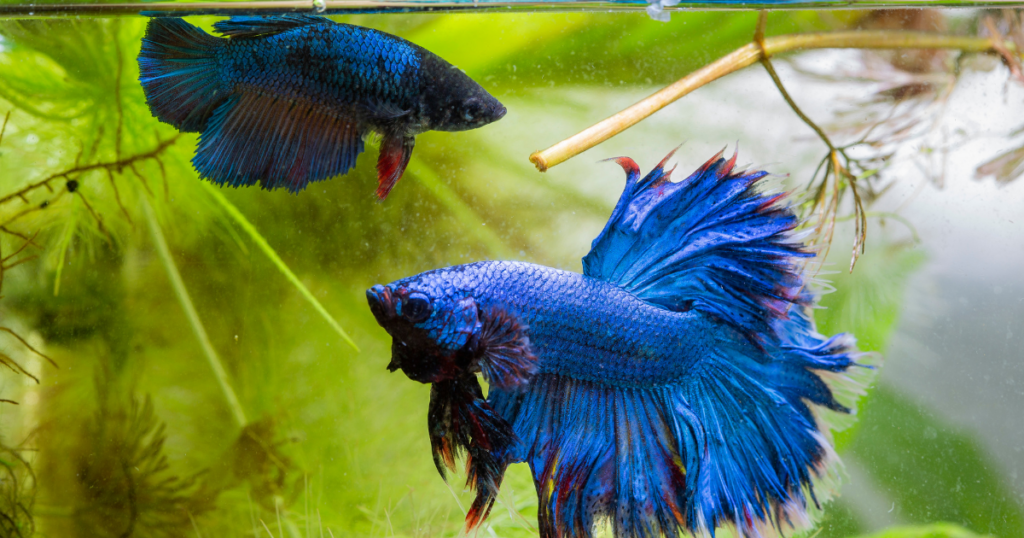 2 blue betta fish swimming in a fish tank with floating plants