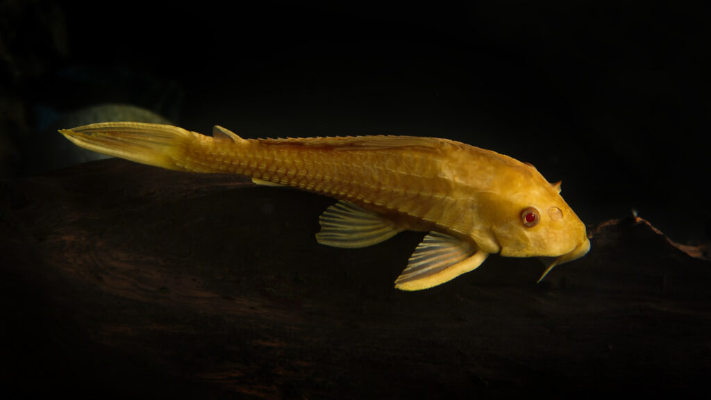 Pleco catfish albino Bristle-nose pleco gold Ancistrus dolichopterus Plecostomus aquarium fish.