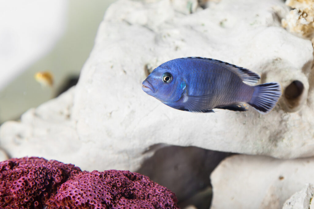 Colorful tropical fish of the cichlid family