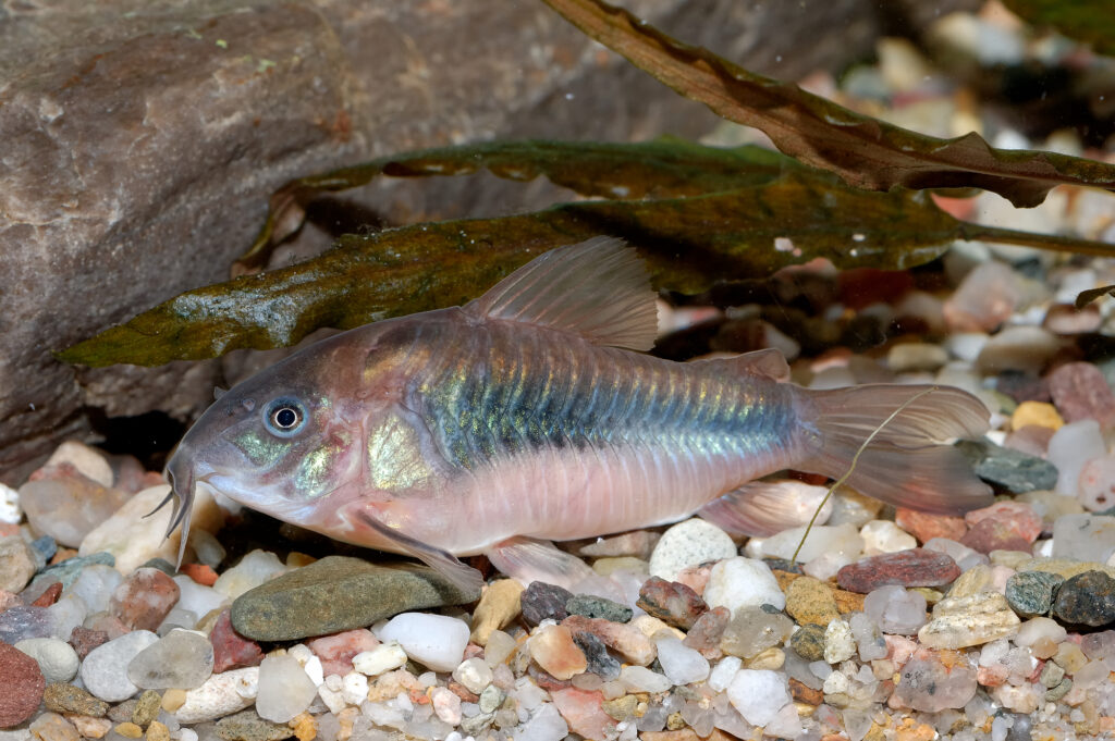Corydoras fish on the bottom and in the aquarium.