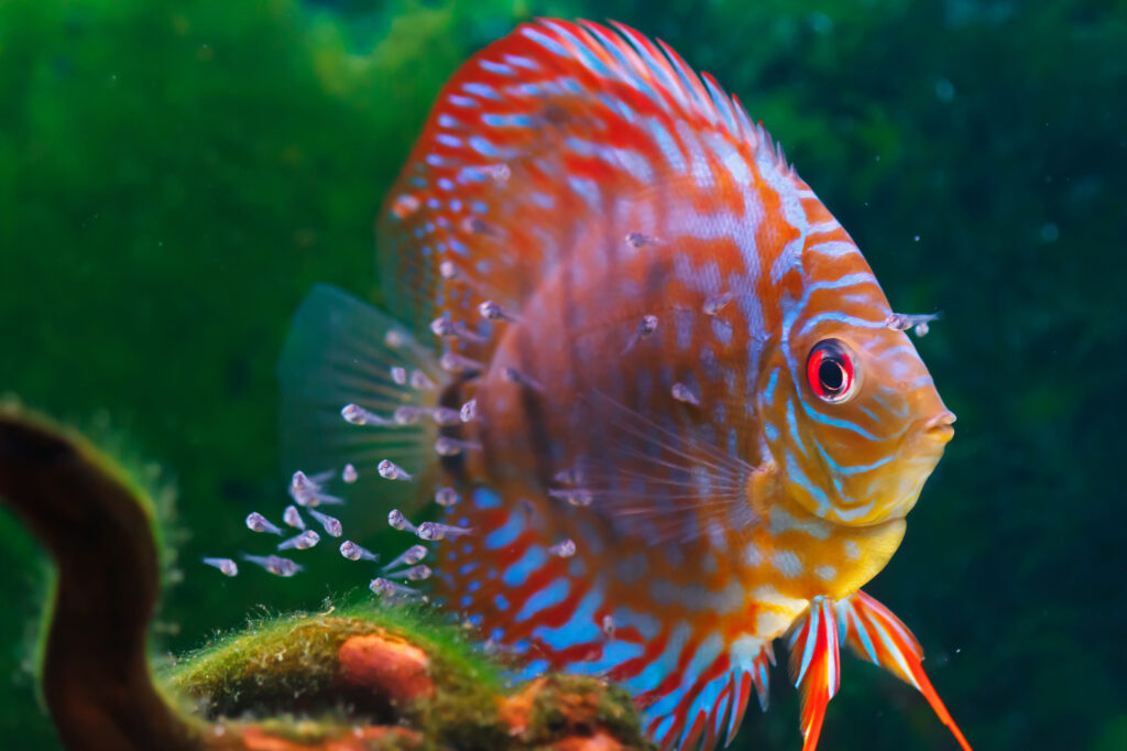 Baby discus fish swimming in freshwater. Discus fishes are native to the Amazon River.