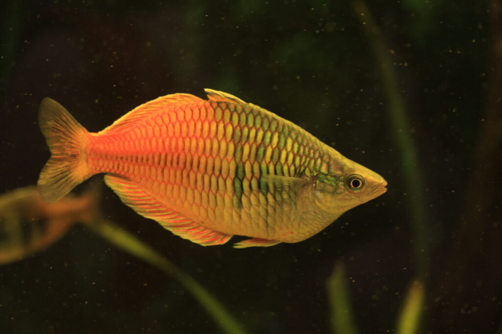 Tropical honey gourami in a big fish tank