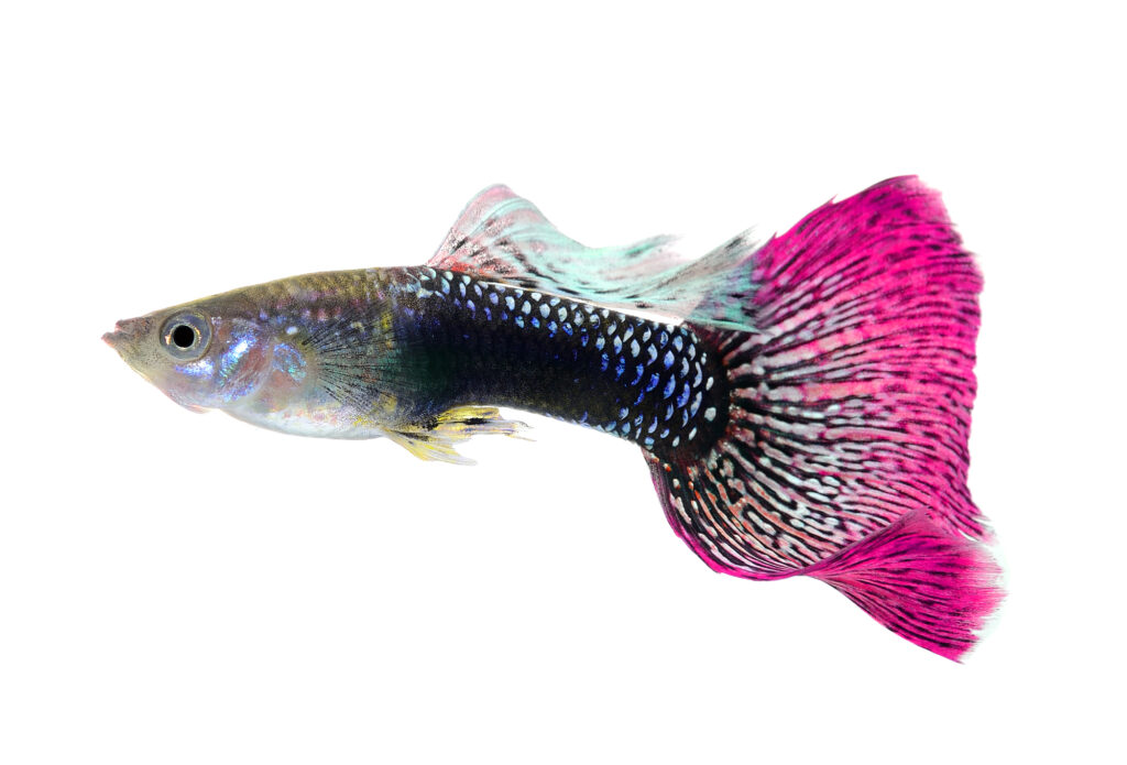 guppy fish isolated on white background
