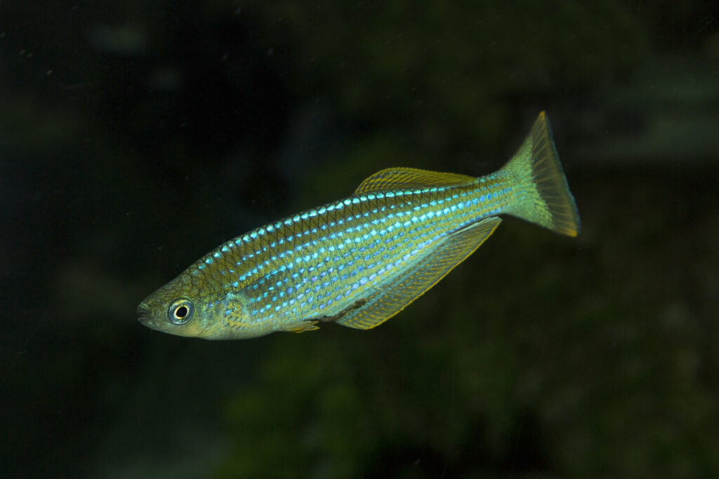 killifish in a dark aquarium
