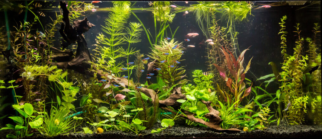 A green beautiful planted tropical freshwater aquarium with fishes