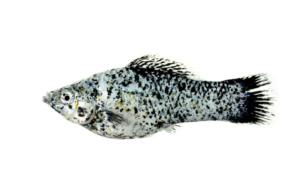 Molly fish isolated on the white background.