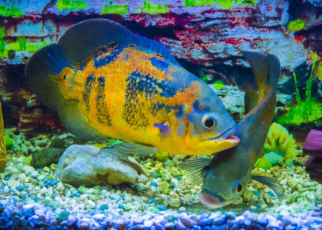 Oscar fish (Astronotus ocellatus) swimming underwater