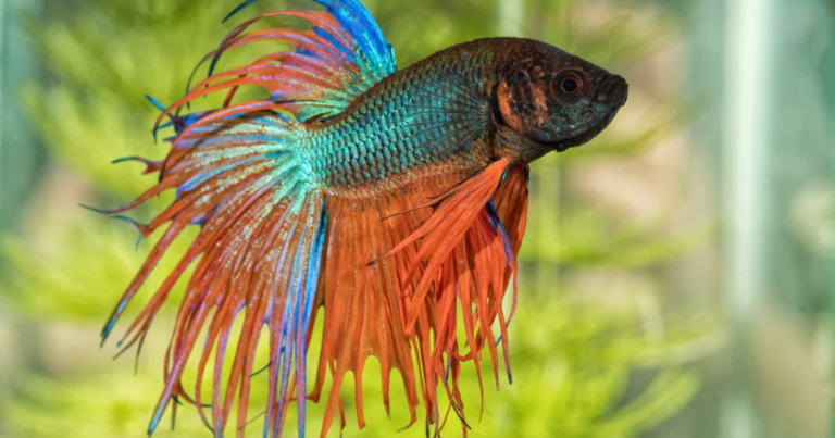 THE 21 BEST FISH TANK FISH