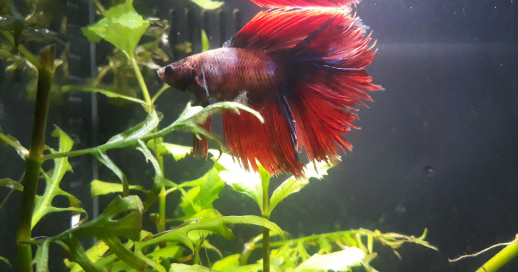 red betta fish swimming in fish tank among floating plants