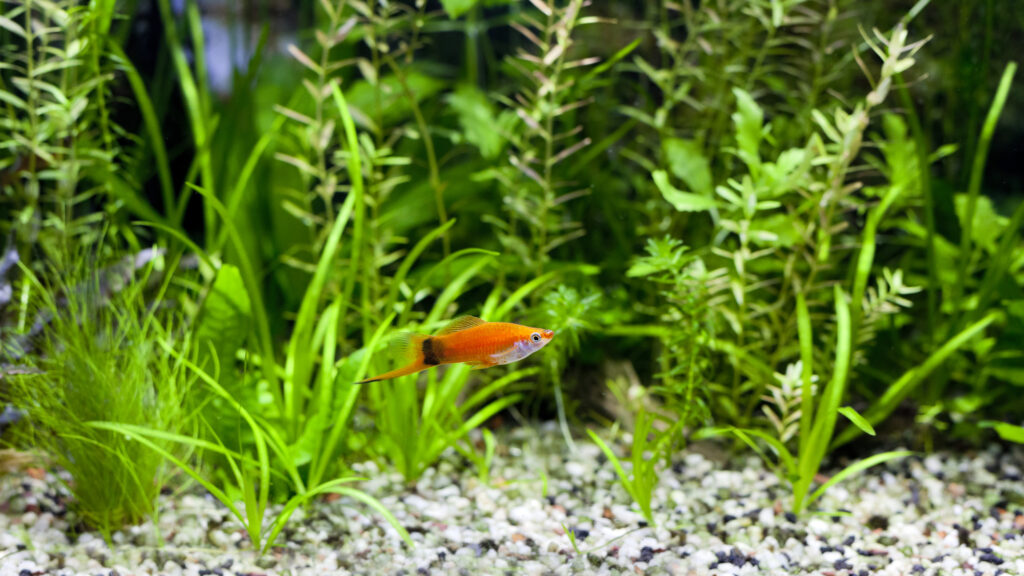 Red Wag Swordtail swimming in planted fish tank